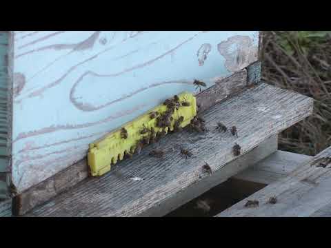 AGRO PREPORUKA - Februarski pregled pčela