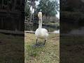 Curiously Frisky Swan Lake Eola Park In Orlando Florida Swan WhooperSwan Birds Shorts Swans
