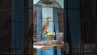 Download lagu Koak kaok lombok pintar ngomong mp3