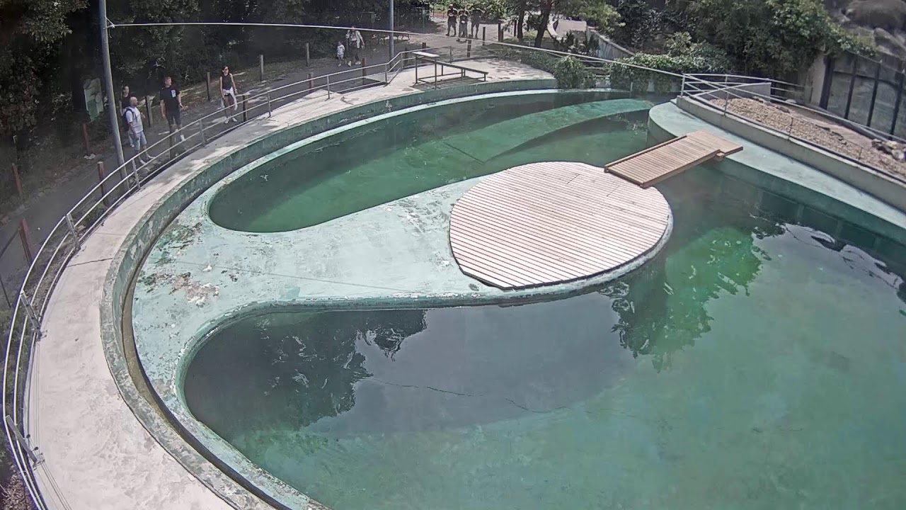 Live webcam view of Seal Pool at the Zoo
