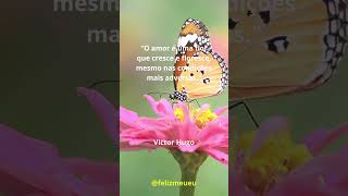 Amor Cresce Mesmo na Adversidade