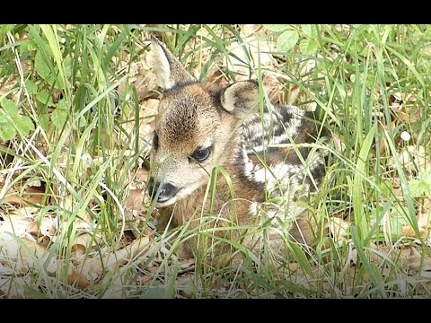 Förster Klaus - Waldgruß #25 - Rehkitz