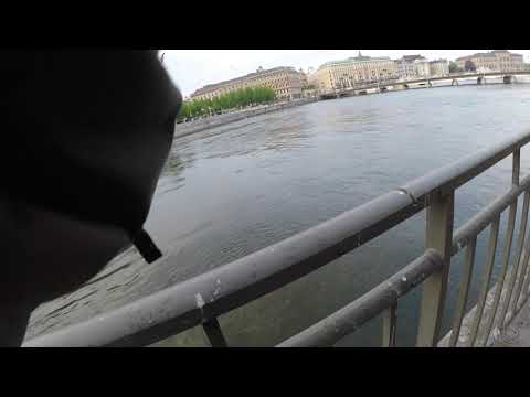 Sea trout in downtown Stockholm