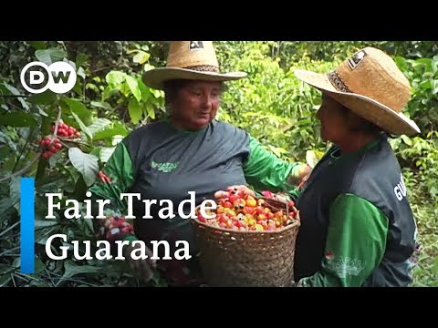 Bio Guarana in Brasilien: Bedrohte Wunderpflanze am Amazonas | Global Ideas