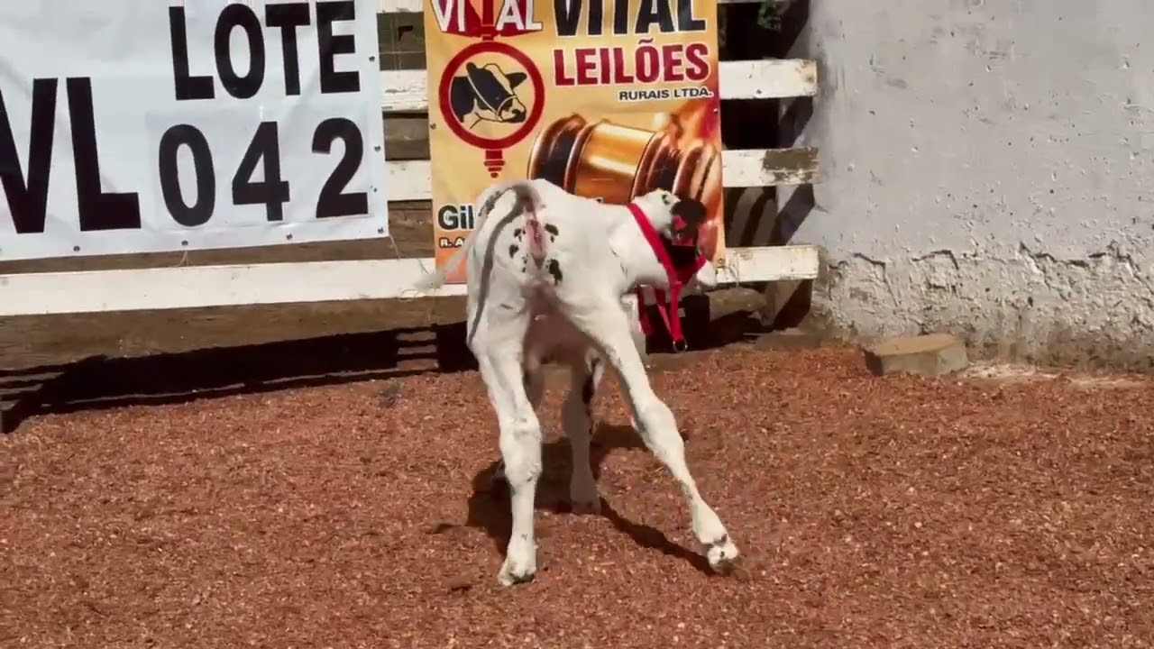 LOTE 42 - 01 BEZERRA (PINTADA) 3/4; BR:132 VM; FILHA DO REFINE RED; MÃE ACIMA 30KG;