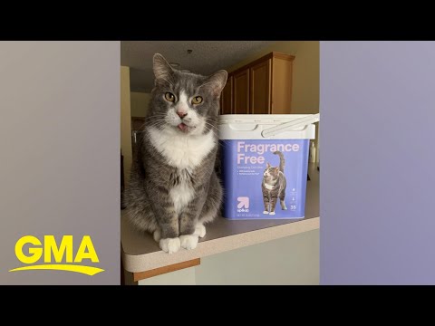 Rescue Cat Now A Model For Target