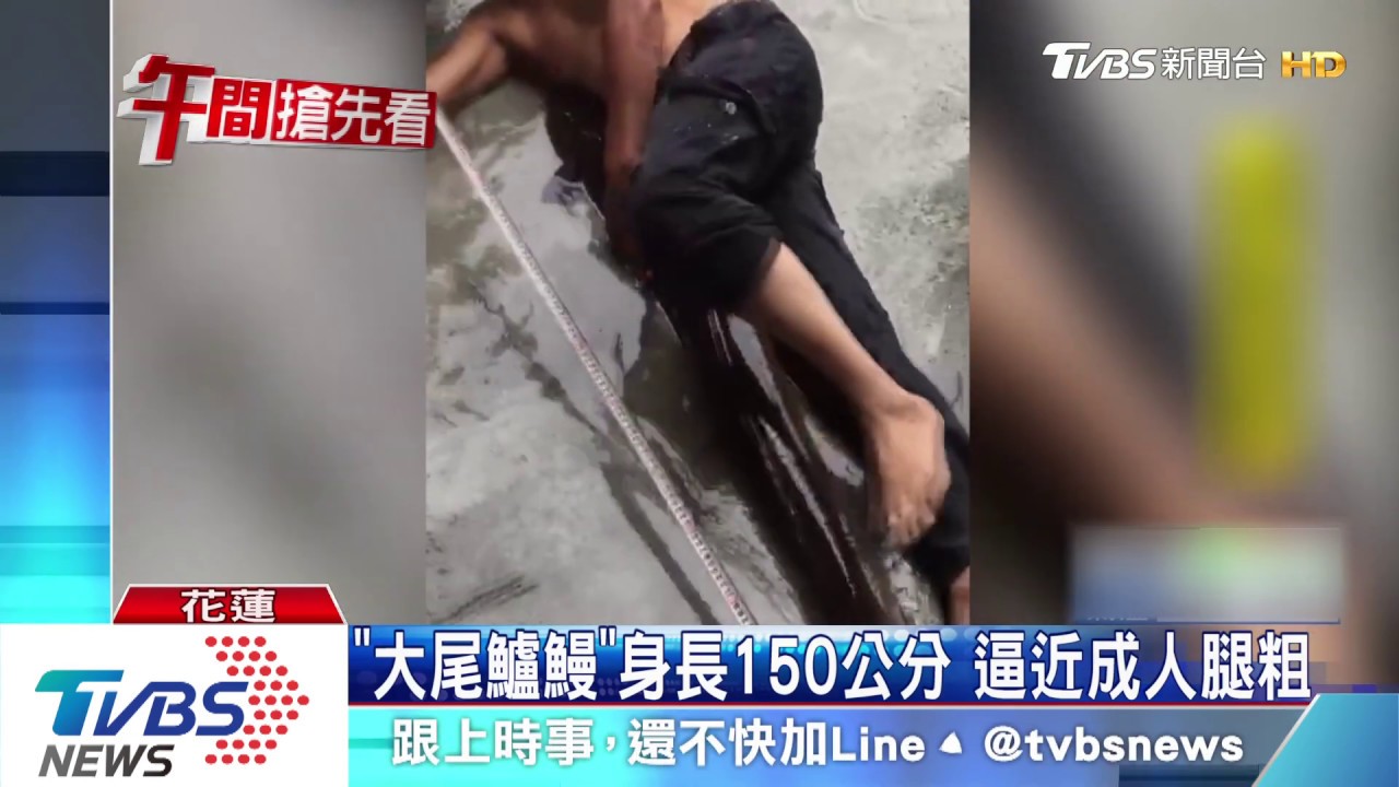 「大尾鱸鰻」身長150公分　逼近成人腿粗