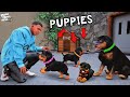 Franklin Found Chop Secret Puppies In GTA 5 Shinchan And Chop GTA 5