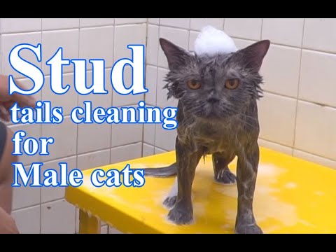Cat grooming - how to clean stud tail 公猫美容洗澡 - YouTube
