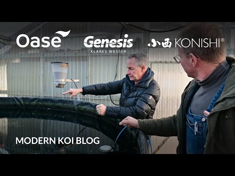 Modern Koi Blog #5796 - Once again in perhaps the largest non-commercial indoor holding