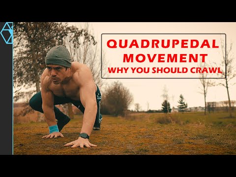 Quadrupedal Movement: Why You Should Crawl Like a Bear (Or Lizard)