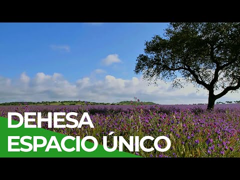 Dehesa, Espacio Único y Mágico | Free Documentary Nature -  Español
