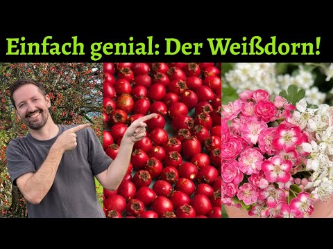 Warum der Weißdorn genial ist! Ein perfekter Baum für den Naturgarten näher vorgestellt