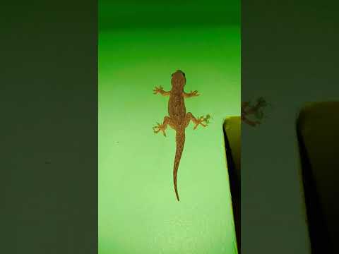 lizard sound #short