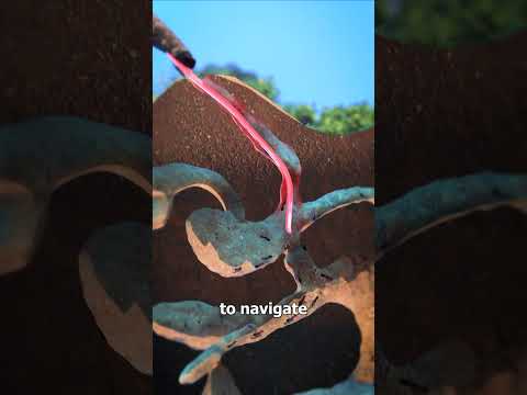 How An Anteater's Tongue Works 🤔