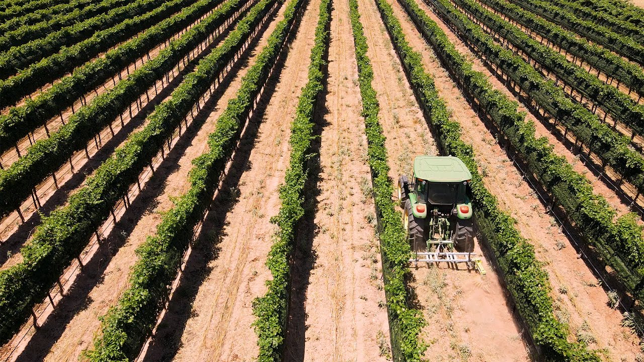 Effortless Weed Management On A Texas Vineyard