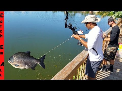 BOWFISHING GIANT PACU FISH to eat!