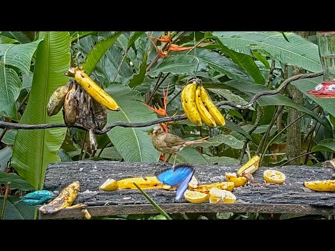 Displacements Abound  As A Honeycreeper, Thrush And Euphonia Interact On The Feeder – Aug. 10, 2021