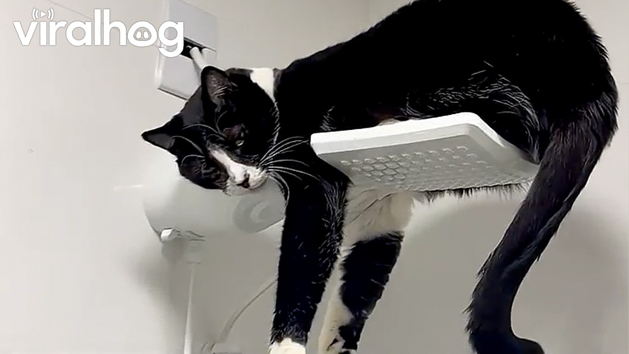 Tuxedo Cat Lounges on Showerhead || ViralHog