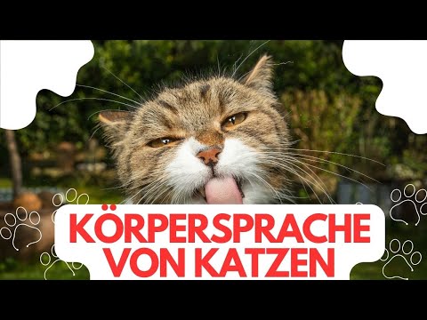 Körpersprache verstehen: Das will Dir Deine Katze sagen!