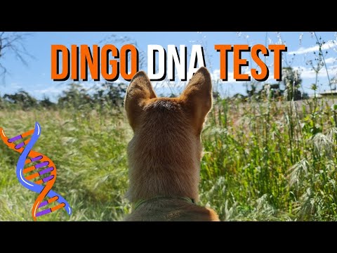 Dingo DNA Test Kit