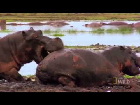 World's Deadliest   Hippo vs  Hippo