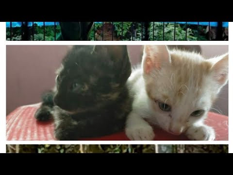 My pet animals 🤩🤩