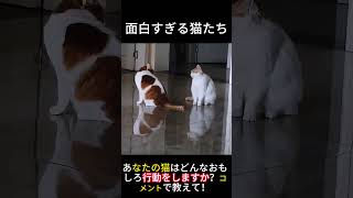 面白すぎる猫たち#にゃんこ #子猫 #猫との暮らし #ペット動画 #癒し動物 #もふもふ猫 #かわいい猫