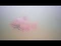 Video Thumbnail for Catching Huge Brook trout with Underwater footage!!!