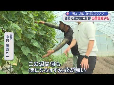 YouTube Video 50℃超えのハウスで何が?　夏野菜が次々枯れる“異常な暑さ”　農家も頭抱え「これほど水をまいたことがない」