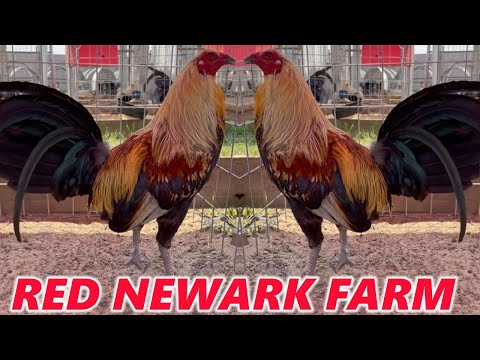 Black Grey Brownred Albany Sweater Kelso RED NEWARK FARM Beautiful Birds