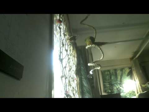 Conures Climbing Net