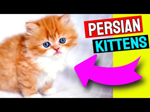 Cute Persian Kittens | Persian Cat Tips