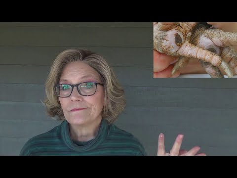 Bumblefoot in Chickens