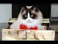Cutest Christmas Cat Compilation
