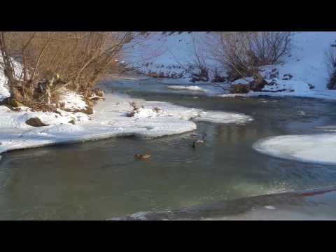 Rate ratuste pe raul Cibin cu -15 grade afara Sibiu.