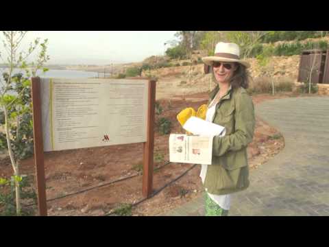 Floating Alive on the Dead Sea, A Broad Abroad