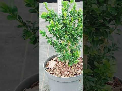 фото даника, смарагд хвойные с2-с3 0