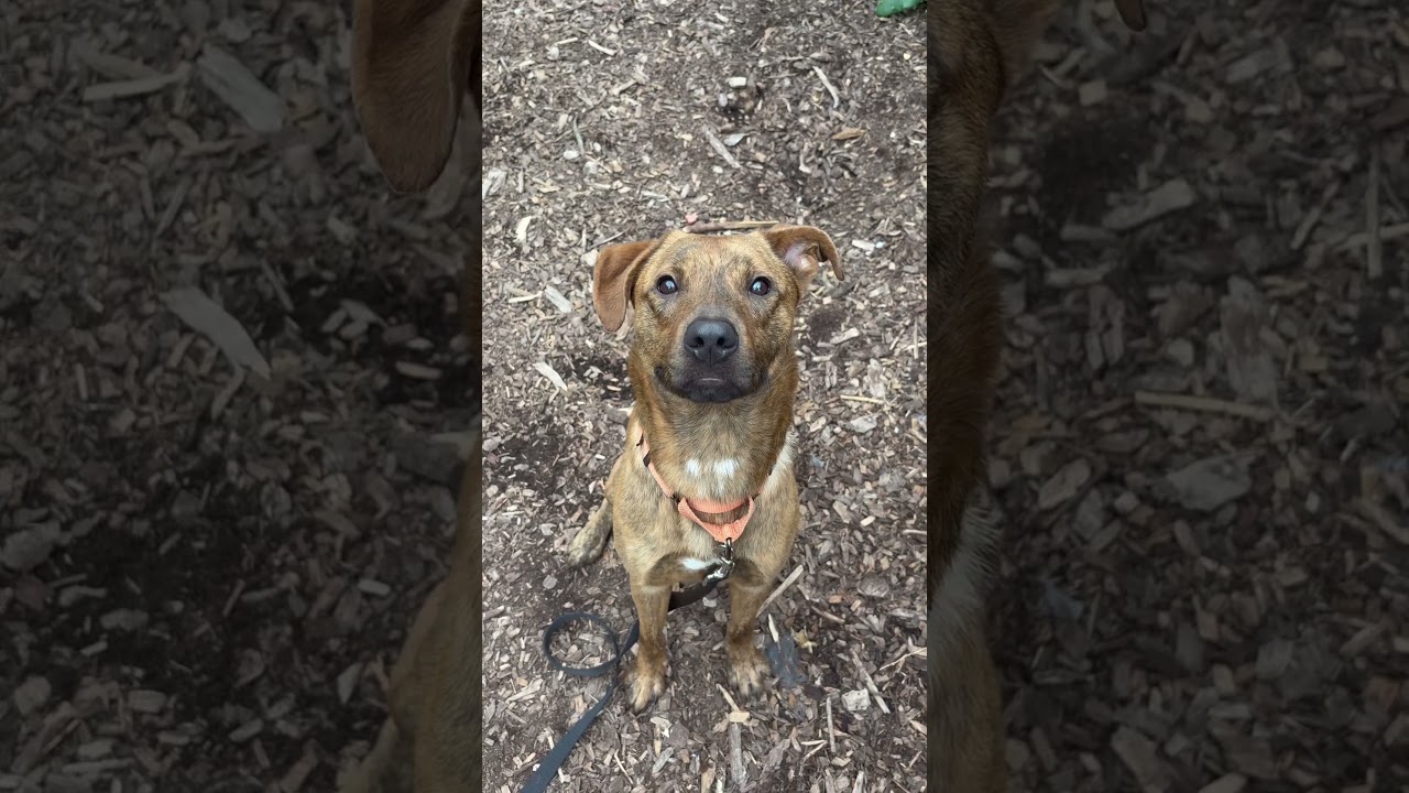 Enlarge Labubu, a Adoptable Mixed Breed in Briarcliff Manor, NY video 4/6