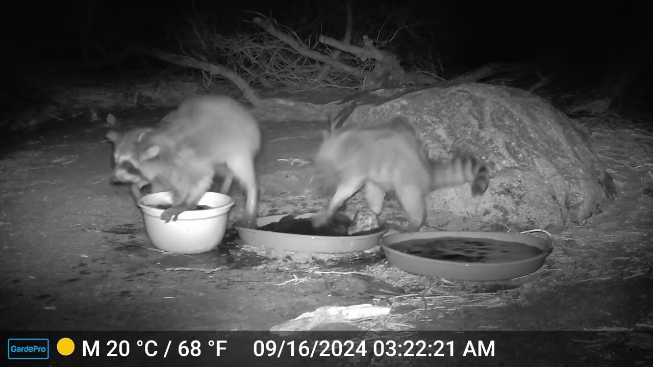 S2E23: Rowdy And Rambunctious Raccoons (Part 2)