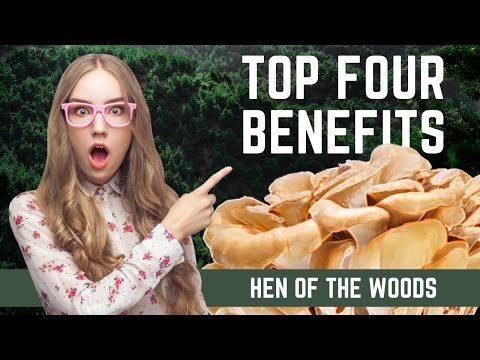 Grifola Frondosa - Maitake Mushrooms - Top Four Health Benefits (Hen-of-the-Woods)