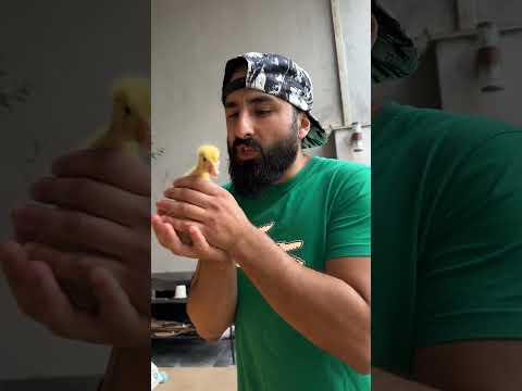 Kirpinin menyusu necə olsun? 🍿 #kirpi #azerbaycan #baki #youtubeshorts #2026 #maraqlivideolar #short