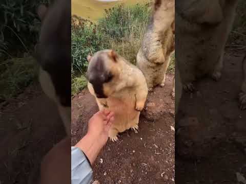 😂😂 #chingiz #prikol