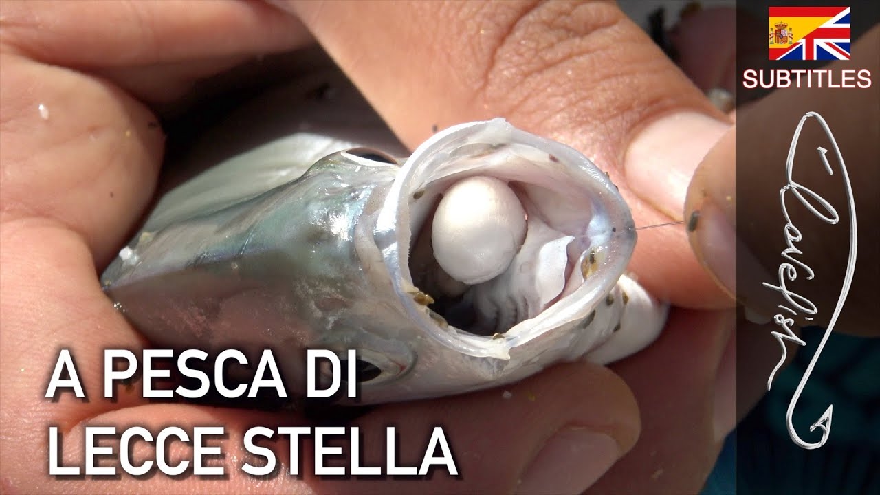 Watch Now Il pesce più divertente dell'estate, facilissimo da pescare! Il pesce più divertente dell'estate, facilissimo da pescare!