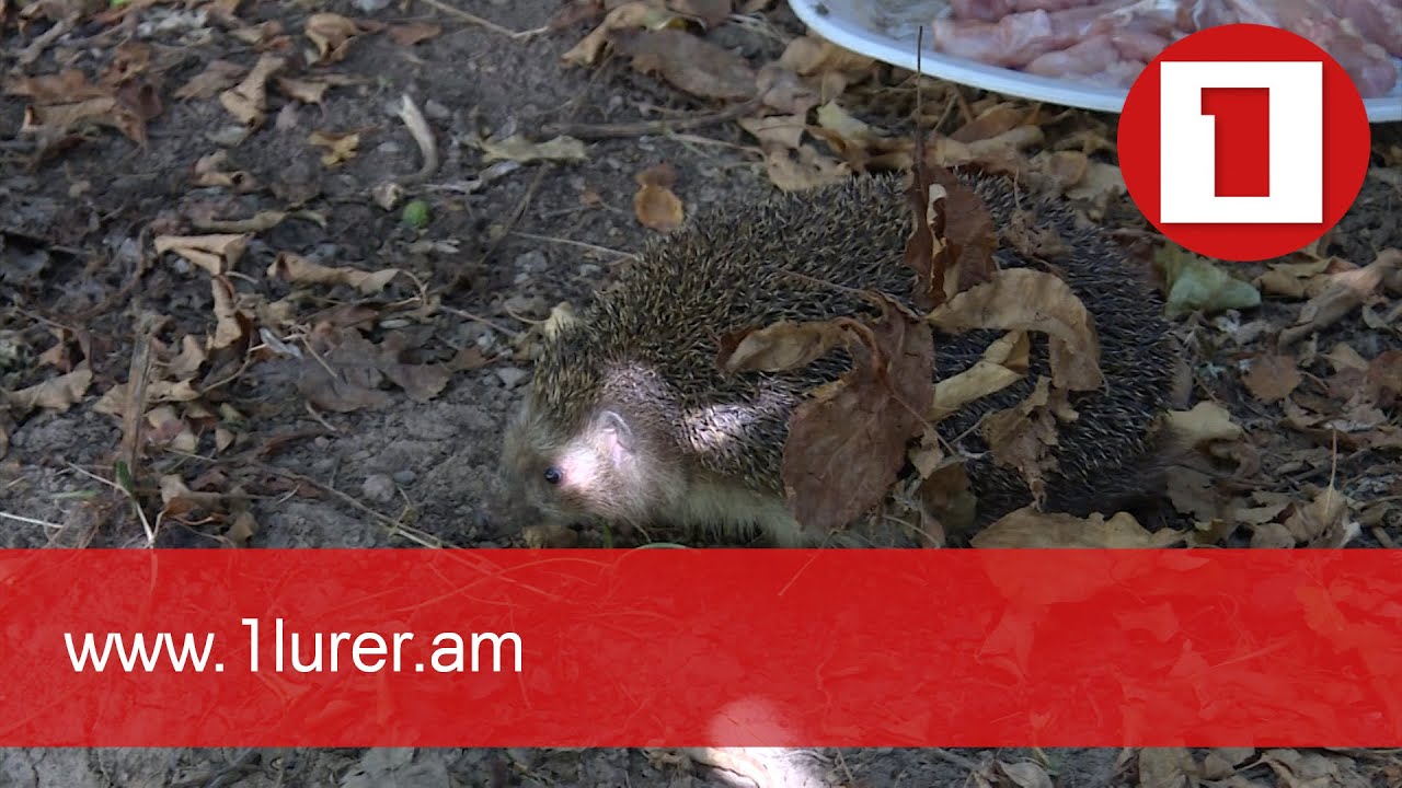 Հակաճգնաժամային 19-րդ միջոցառումը՝ զրոյից բիզնես սկսողների համար