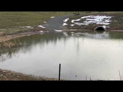 Geese Started to Roost in the Retention Pond...