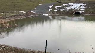 Watch video: Geese Started to Roost in the Retention Pond in New Brusnwick, NJ