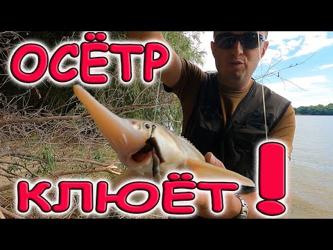 Фото ОСЁТР КЛЮЁТ! РЫБАЛКА НА ОСЕТРА! Река Дунай - стерлядь, осетр, севрюга...