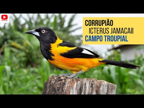 Trupiál pomarančový (Icterus jamacaii) — starostlivosť, voliéra a kŕmenie