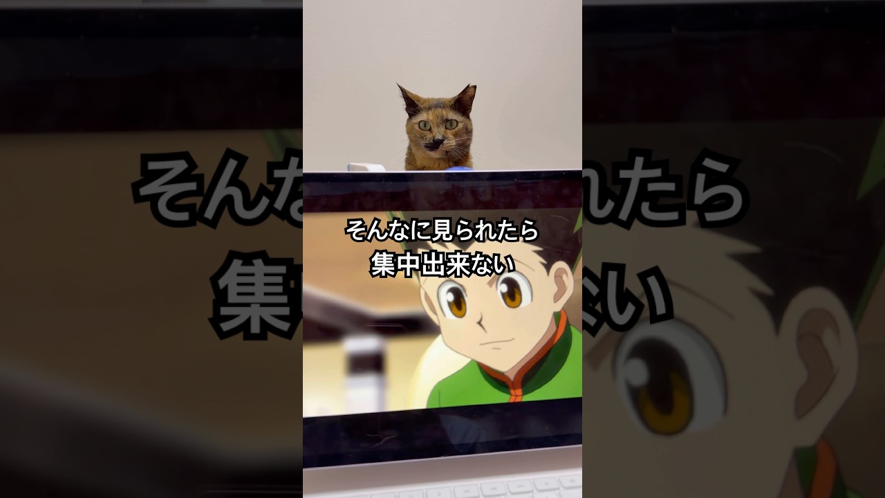 見てる。 #cat  #hunterxhunter  #shorts